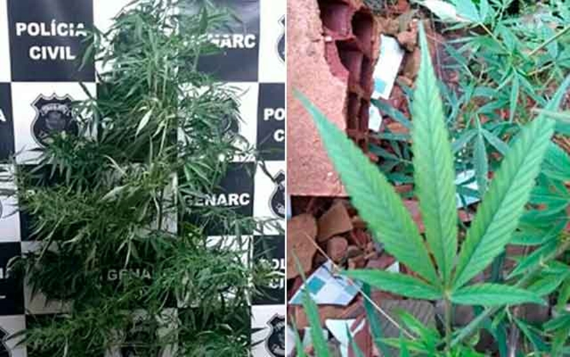 Homem é preso por cultivar pés de maconha que seriam árvore de natal, em Águas Lindas