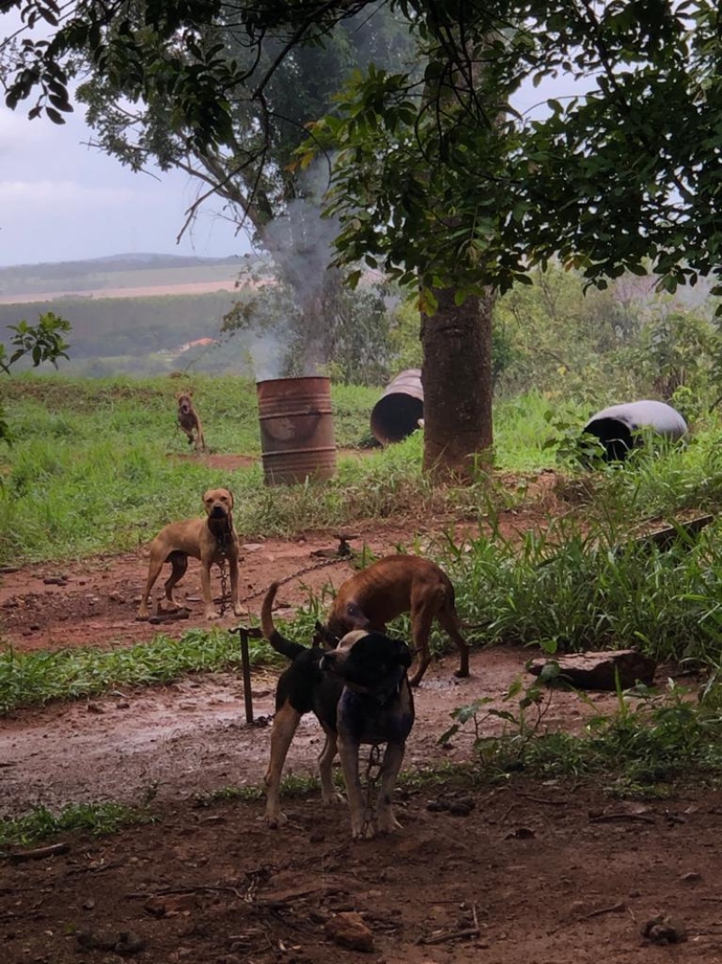 "É uma quadrilha especializada", diz delegado após descoberta de criadouro de cães em Anápolis