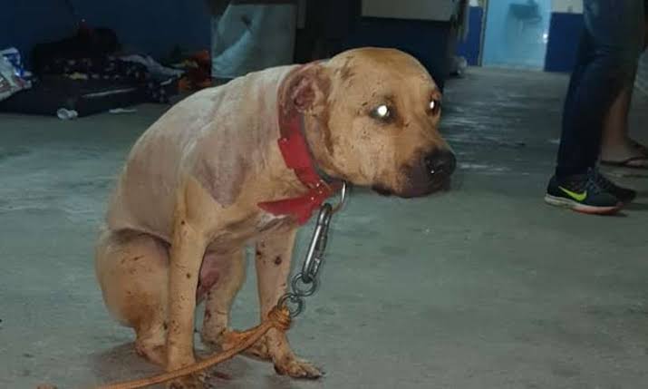 Os policiais foram ao local nesta segunda-feira (16). Os cães estavam acorrentados, separados uns dos outros.