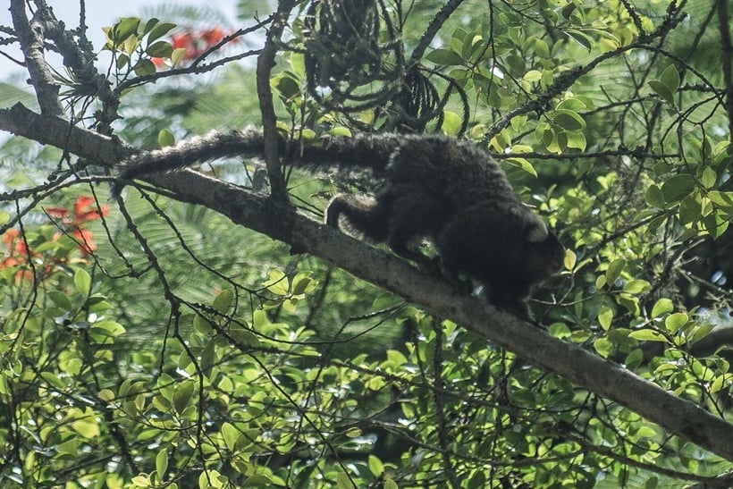 Macacos roubam sangue contaminado de um técnico de laboratório na Índia (Foto: Rio de Janeiro/Arquivo/Fábio Massalli)