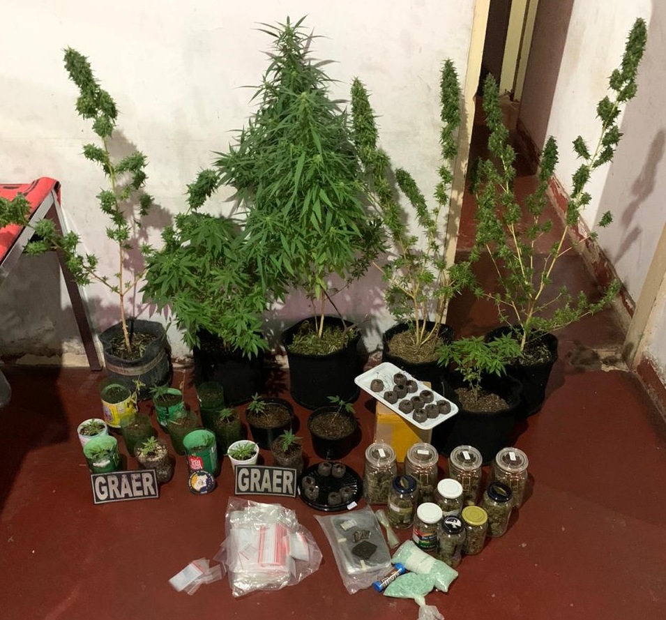 Suspeito de tráfico é preso com 1247 comprimidos de ectasy e 36 pés de maconha