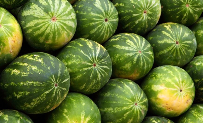 Polícia apreende no Rio uma tonelada de maconha debaixo de melancias