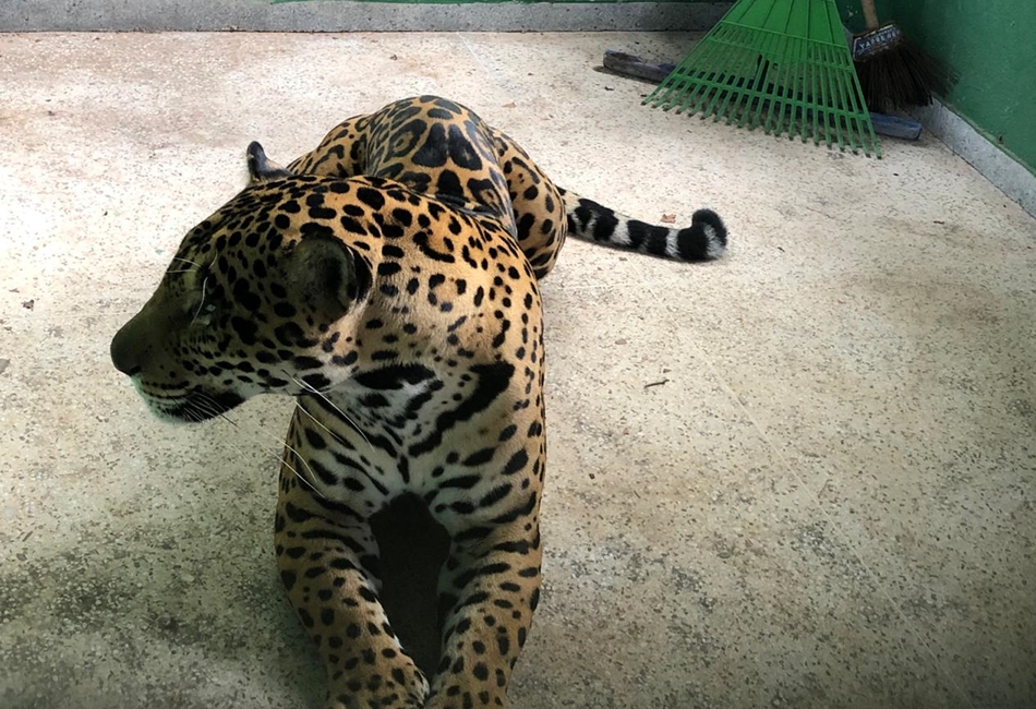 (Foto: divulgação)