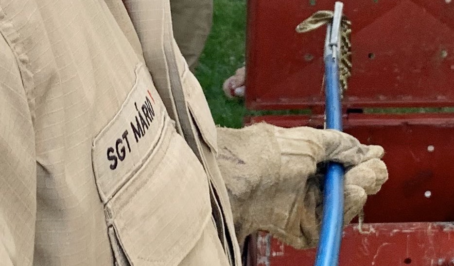 Bombeiros resgatam jararaca dentro de banheiro, em Luziânia