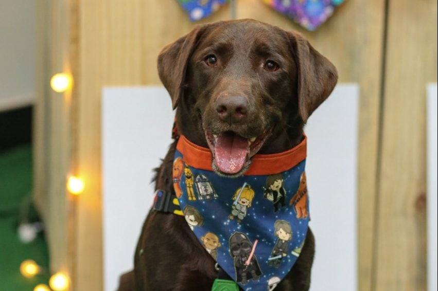 Rússia aprova 1º vacina no mundo de Covid-19 para animais (Foto: Divulgação)