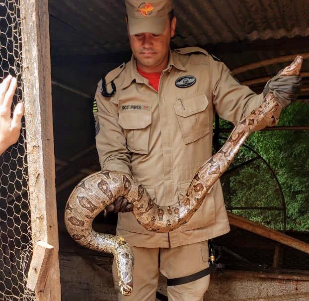 Jiboia é capturada no galinheiro de residência, em Ceres