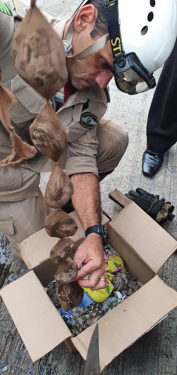 As cobras estavam enroladas em meias calça