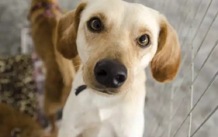 Projeto Tampatas recolhe 20 toneladas de material reciclável para custear castração de pets