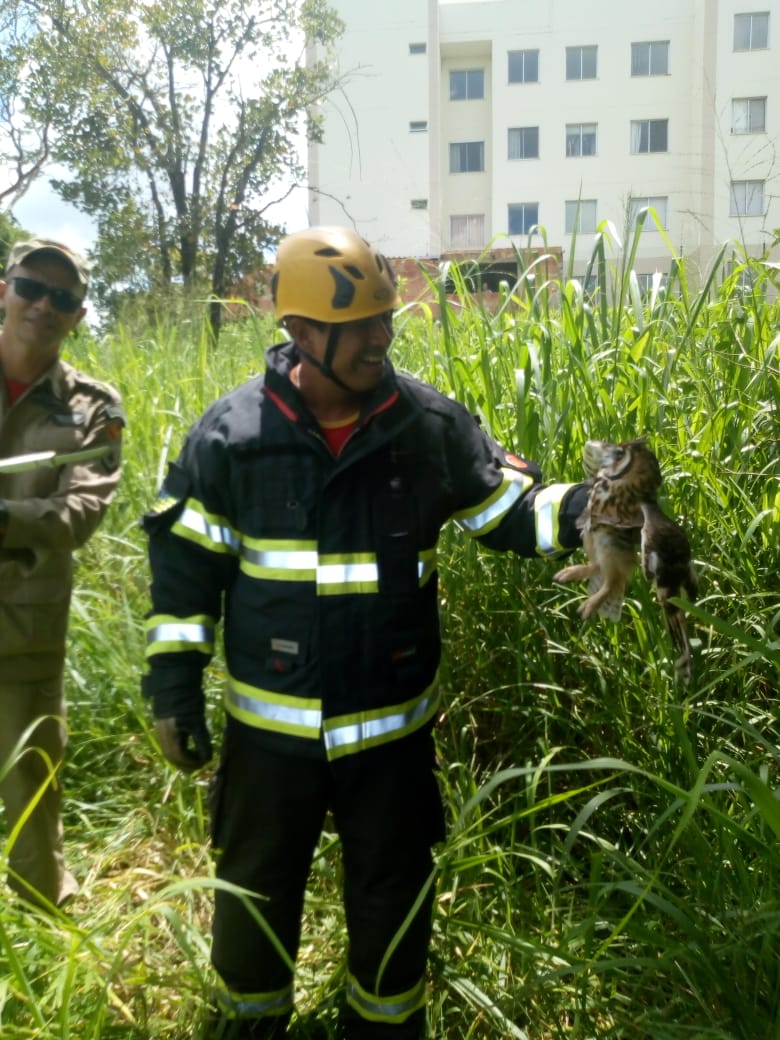 Coruja é resgata após ficar presa por uma linha em árvore, em Luziânia