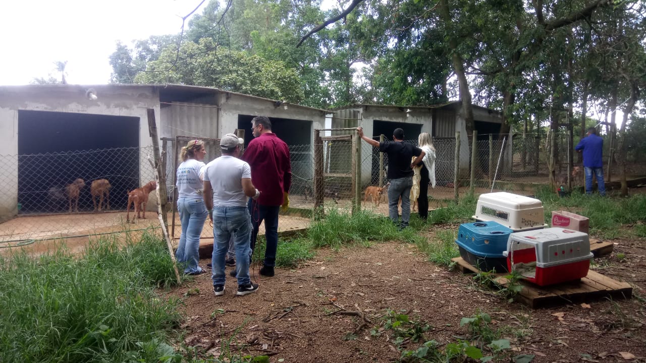 O veterinário suspeito de manter cães e gatos em situação de maus-tratos alegou que os animais viviam bem até a prisão de João de Deus. (Foto: Semad)