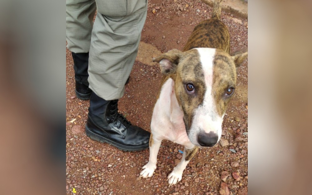 Preso diz não se lembrar de esfaquear mulher e bebê de 11 meses, em Luziânia