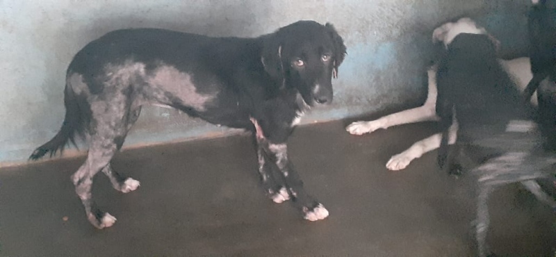 Um veterinário, dono de um abrigo em Abadiânia, pode responder por maus-tratos já que é suspeito de manter animais em situação de desnutrição, com sarnas e em péssimas condições de higiene. (Foto: Divulgação/PC)