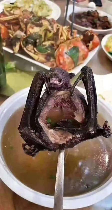 Sopa de morcego pode ser responsável coronavírus