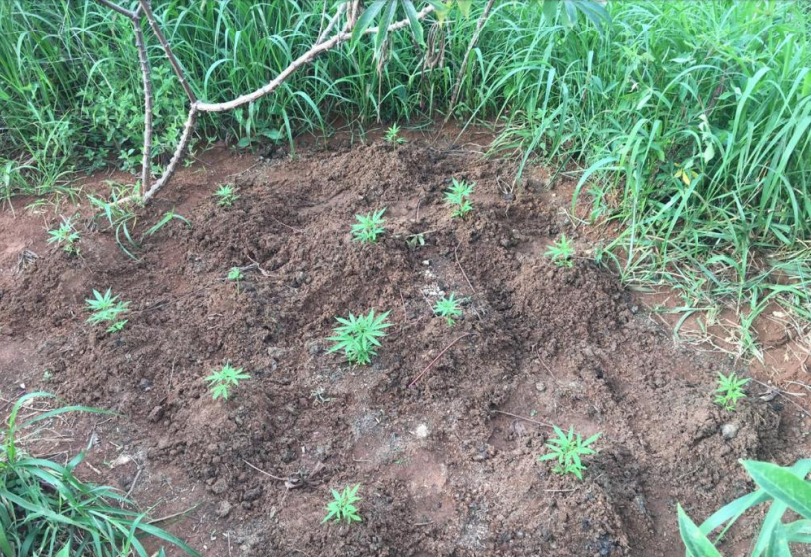 Homem é preso com 94 pés de maconha em Luziânia