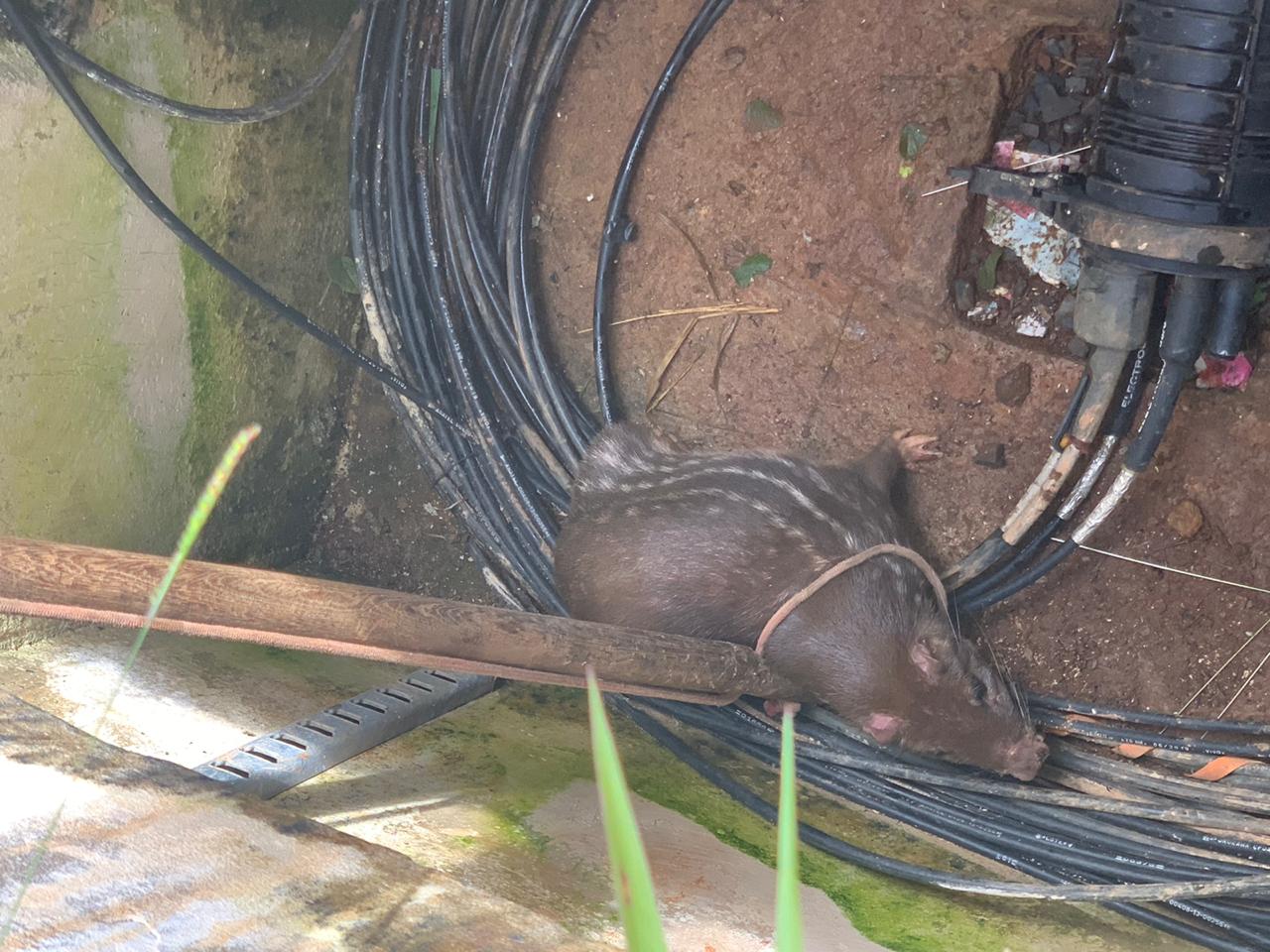 Uma paca, espécie de roedor, foi resgatada de uma caixa de concreto subterrânea de sistema de telefonia, em Luziânia. (Foto: Divulgação/Corpo de Bombeiros)