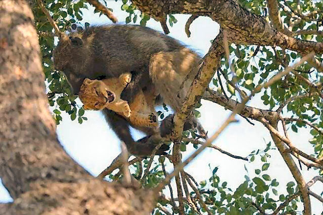 Babuíno imita cena de Rei Leão ao carregar filhote; assista