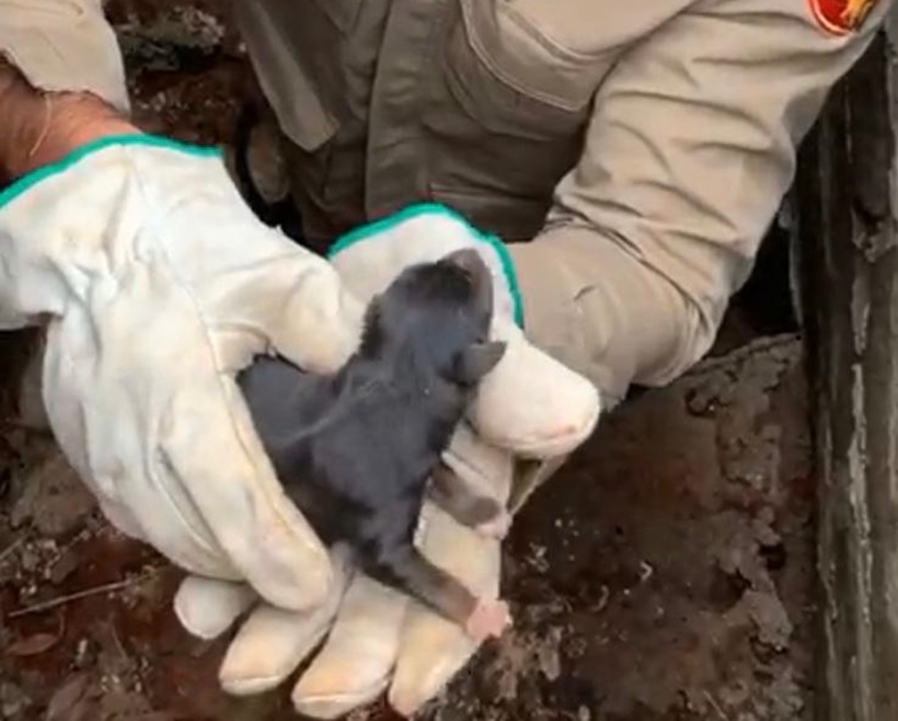 Filhotes de cachorro são resgatados de rede pluvial, em Aparecida de Goiânia