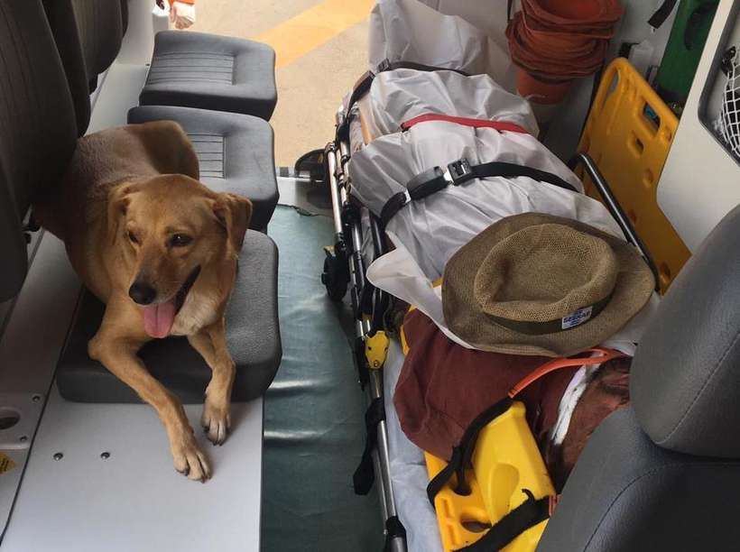 Cadela entra em ambulância e se recusa a deixar morador de rua sozinho