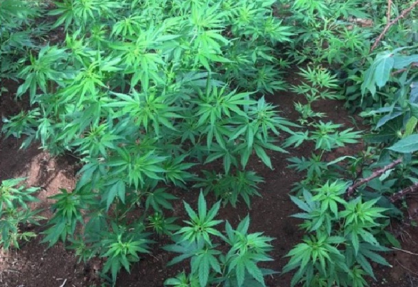 plantações de maconha Homem é preso com 94 pés de maconha em Luziânia