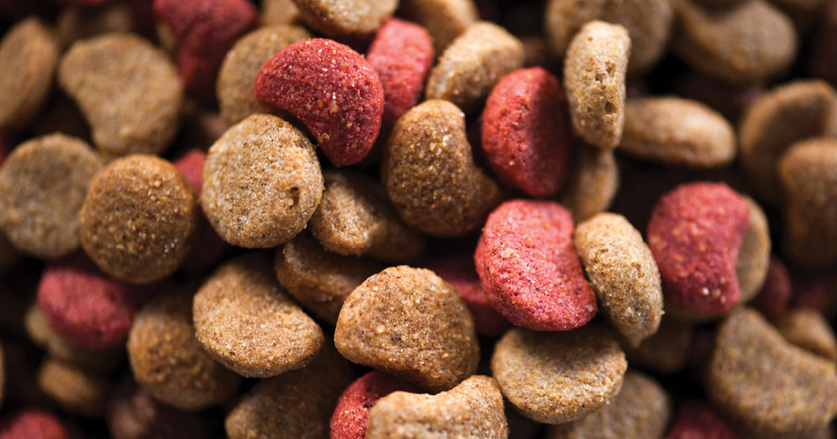 Projeto visa regulamentar doação de ração para cães em Goiânia