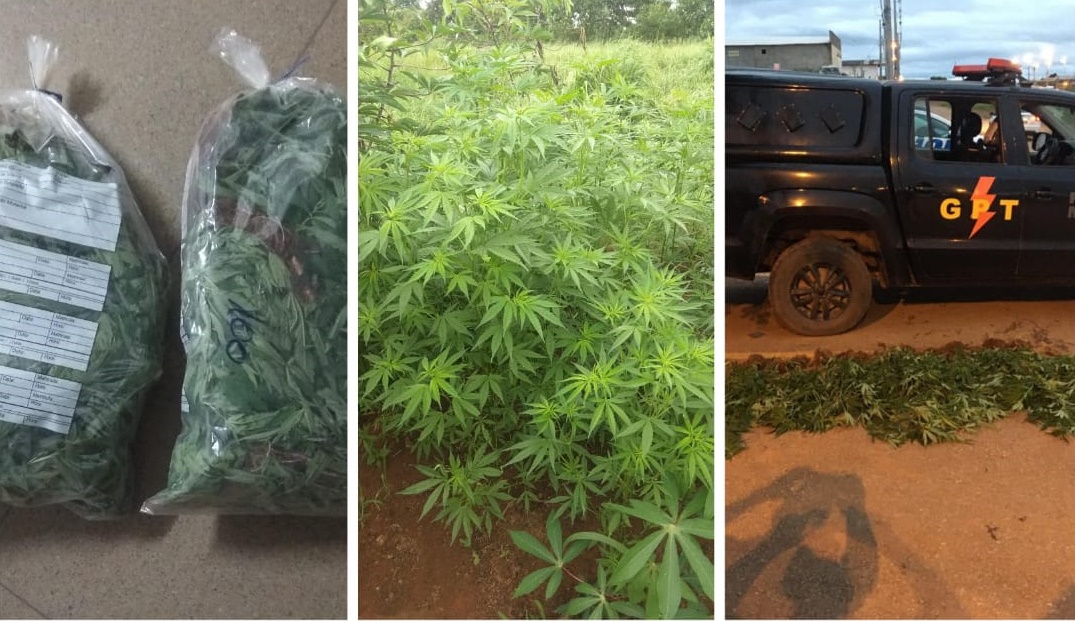 Homem é preso com 94 pés de maconha em Luziânia