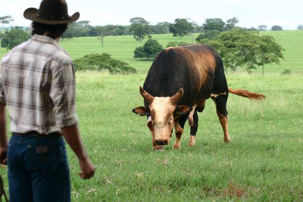 TBT Mais Goiás: Há 15 anos estreava a novela 'América'