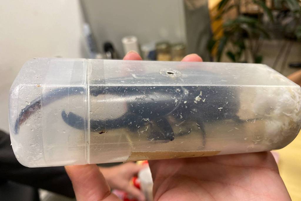 Homem é preso ao tentar embarcar com besouros vivos em avião