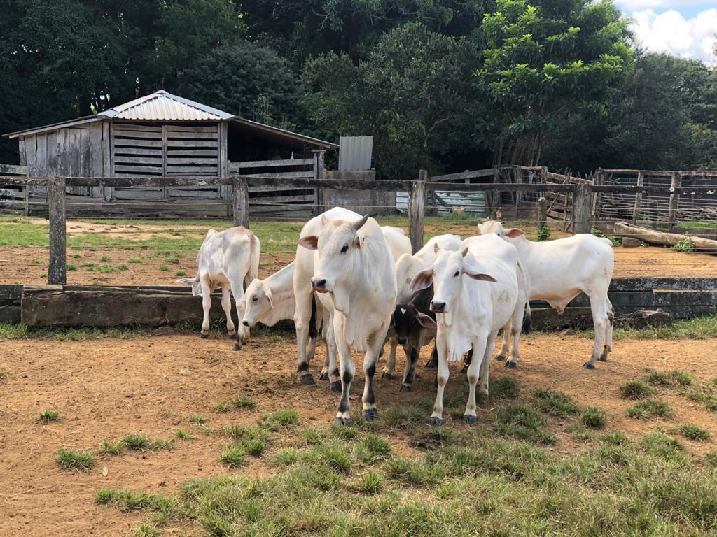polícia-gado-roubado