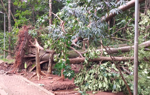 Árvore derrubada pela chuva no Bosque dos Buritis, em Goiânia (Foto: Amma)