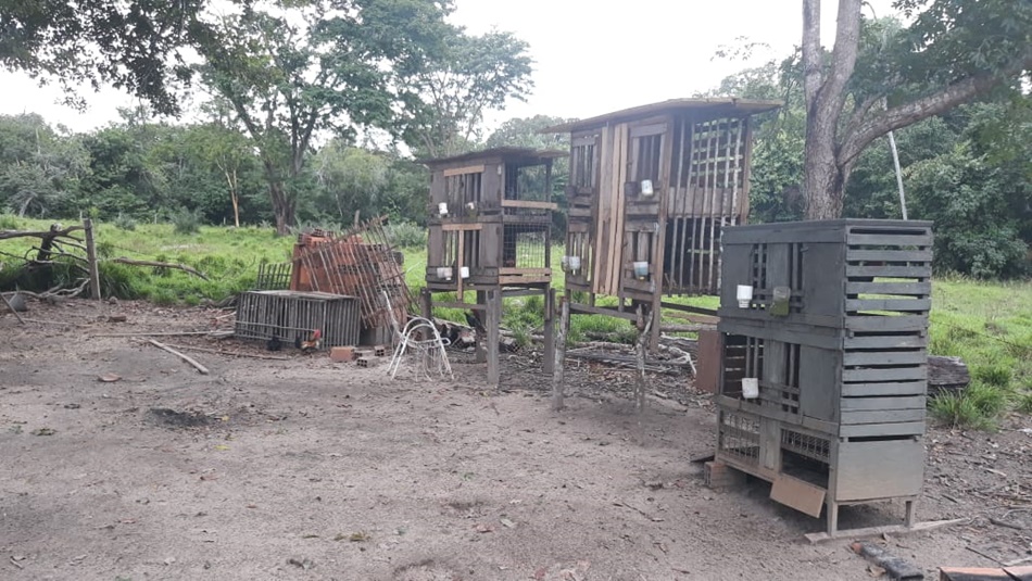 Polícia encontra rinha de galos em fazenda de Mozarlândia