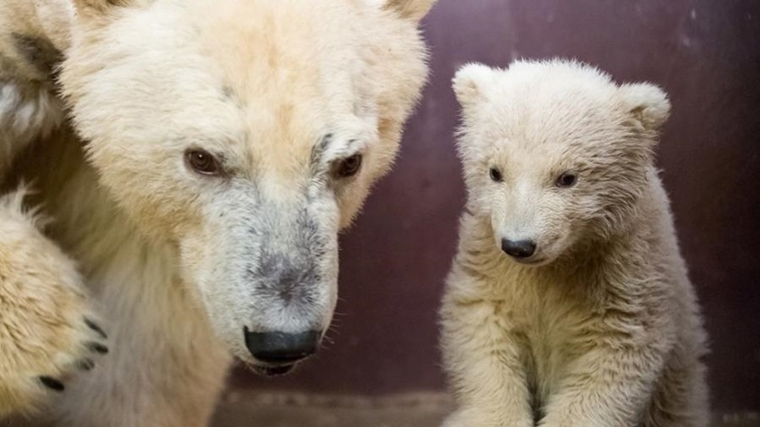 Zoológico alemão terá que sacrificar animais por conta da quarentena