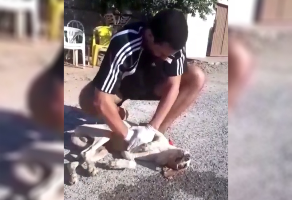 Estudante de veterinária salva cachorro em Piranhas (Foto: Reprodução)