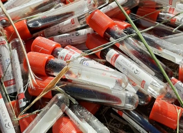 Frascos encontrados na BR 060 eram exames para detectar brucelose em bovinos