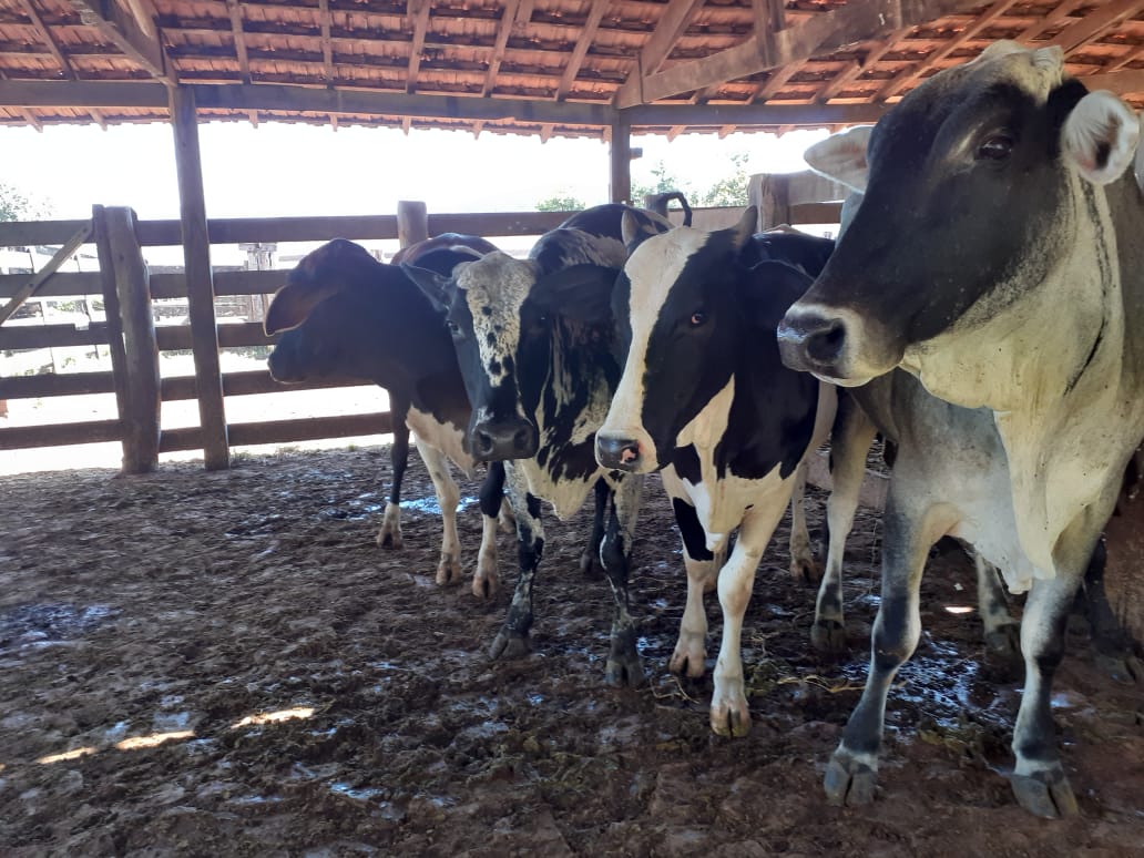 Segundo a Polícia Civil (PC), um fazendeiro flagrado com gado roubado já havia sido autuado outras três vezes. (Foto: divulgação/PC)