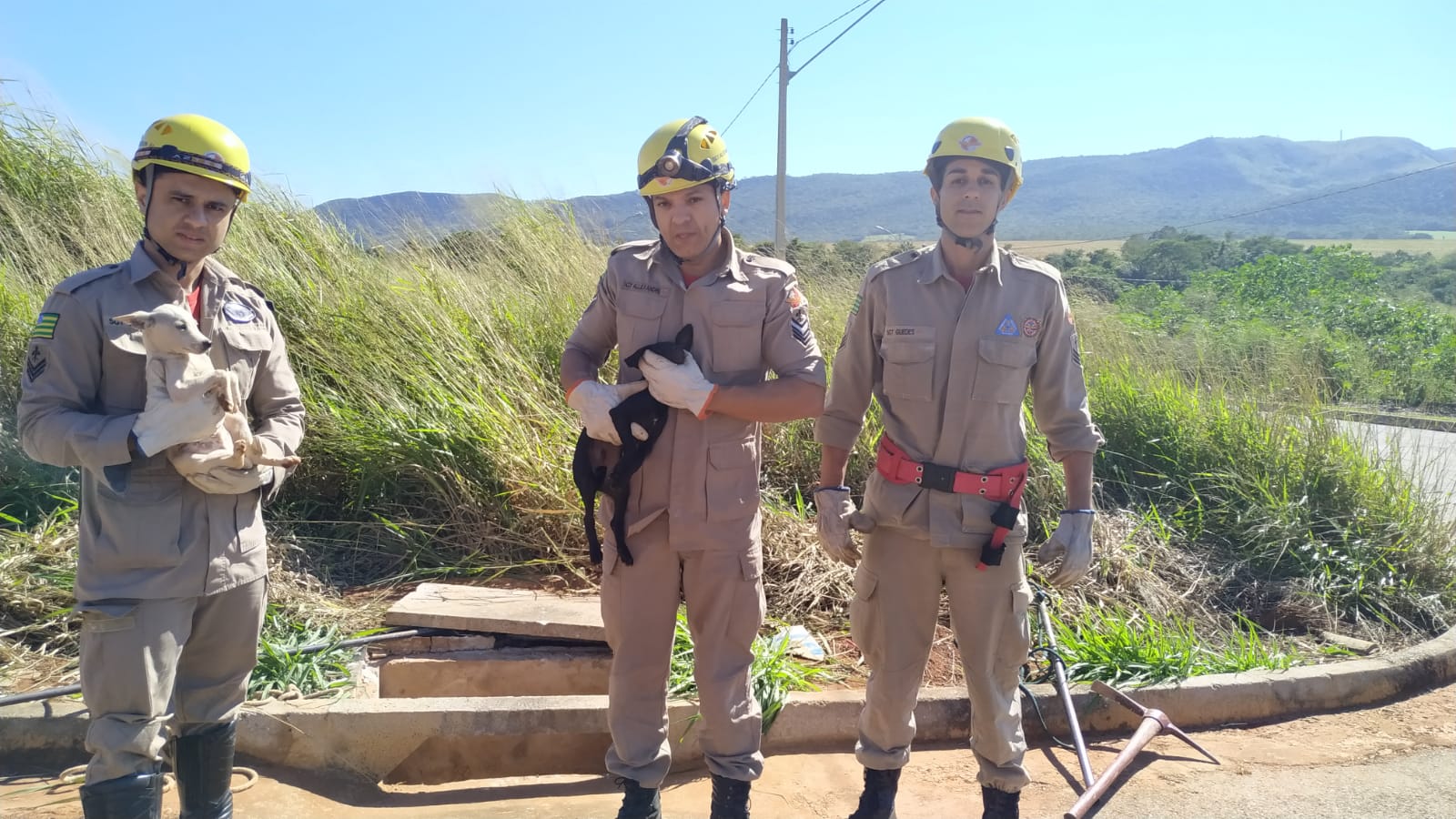 Cachorros são resgatados em bueiro de Goianésia