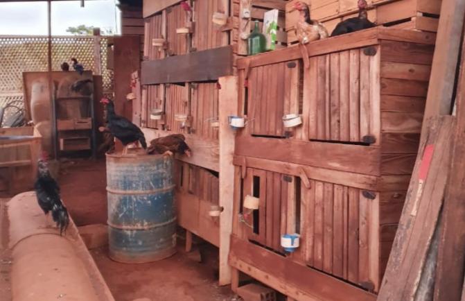 PM encontra 37 galos com sinais de maus-tratos em Anápolis