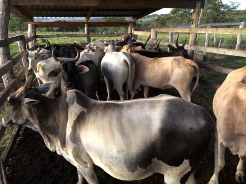 Polícia apreende mais de 70 cabeças de gado roubadas