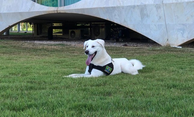 O cachorro adotado pela família Bolsonaro no dia 19 de junho já tinha dono e será devolvido ao proprietário. (Foto: divulgação)