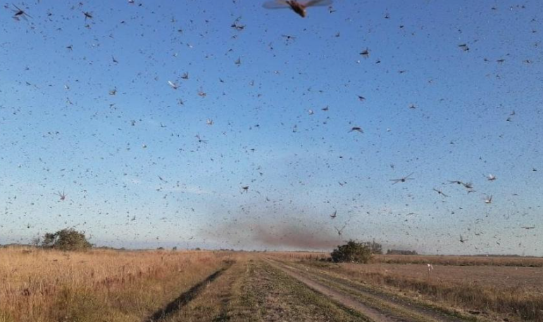 Uma nuvem de gafanhotos se formou no Paraguai e atravessou várias regiões da Argentina rumo à fronteira do Brasil com o Uruguai. (Foto: Divulgação)