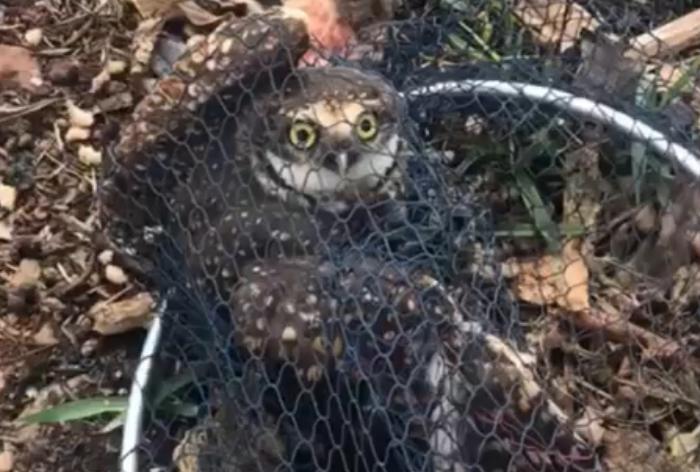 Duas aves ficaram feridas por linhas de pipa com cerol