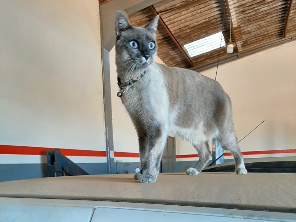 Gato que desapareceu em Goiânia é encontrado no interior do Mato Grosso