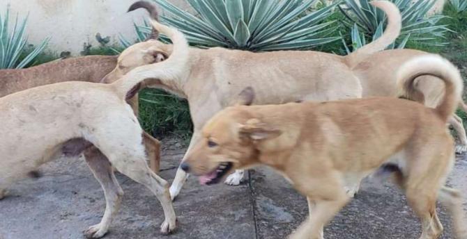 PetCenso mostra as raças favoritas em 2021. Vira-latas são favoritos dos tutores, diz levantamento; veja ranking de raças