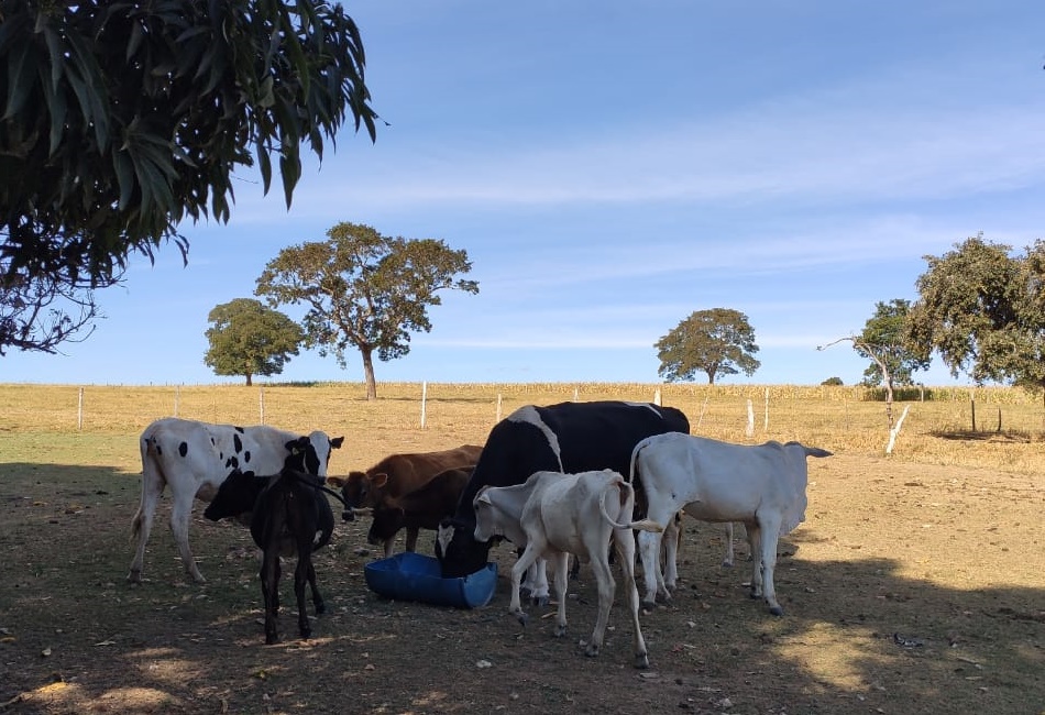 Quatro suspeitos de roubo de gado são presos em operação da PC
