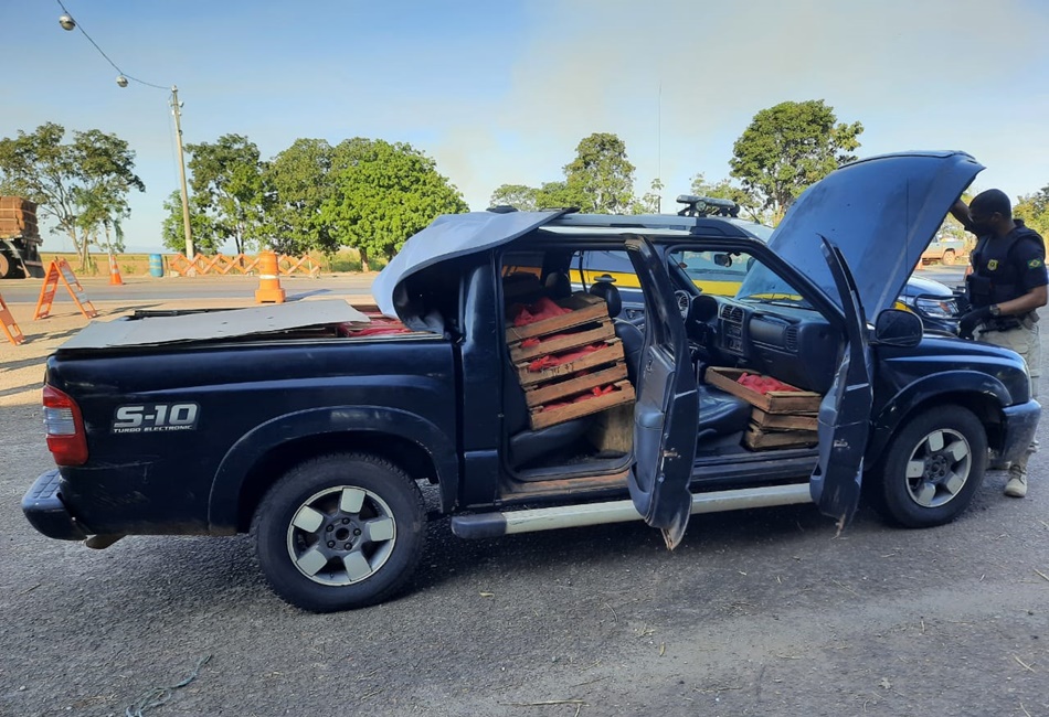 Homem que transportava minhocuçus é multado em mais de R$ 5 milhões