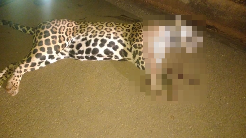 Onça-pintada morre após ser atropelada (Foto: PRF/ Divulgação)