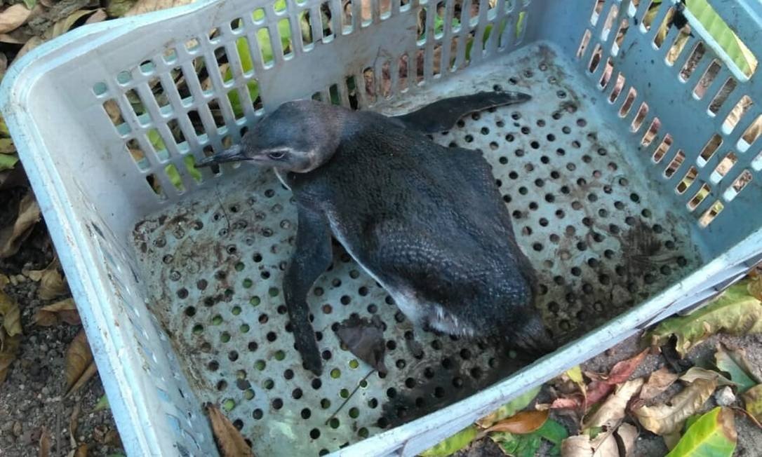 Pinguim foi resgatado na Prainha, no bairro do Recreio, Zona Oeste do Rio Foto: Divulgação