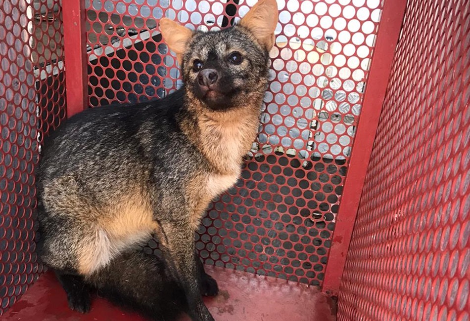 Raposa é resgatada no centro de Quirinópolis