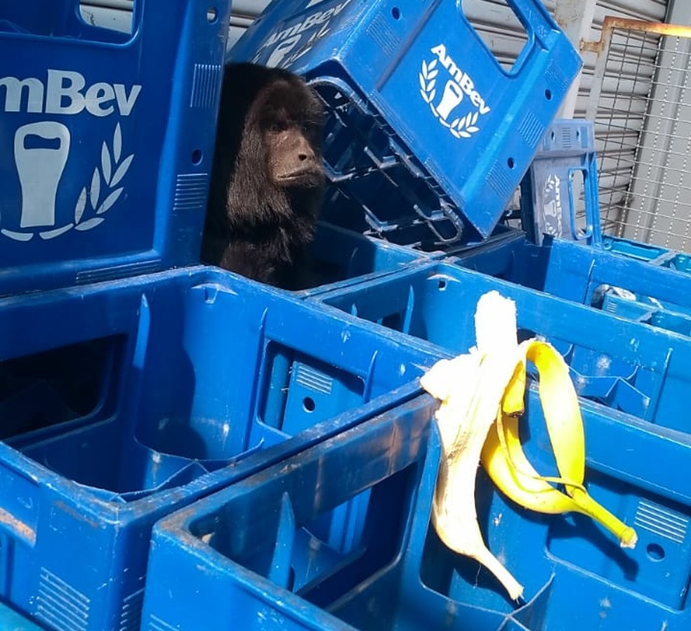 Macaco bugio vive há três anos em zona urbana de Araraquara