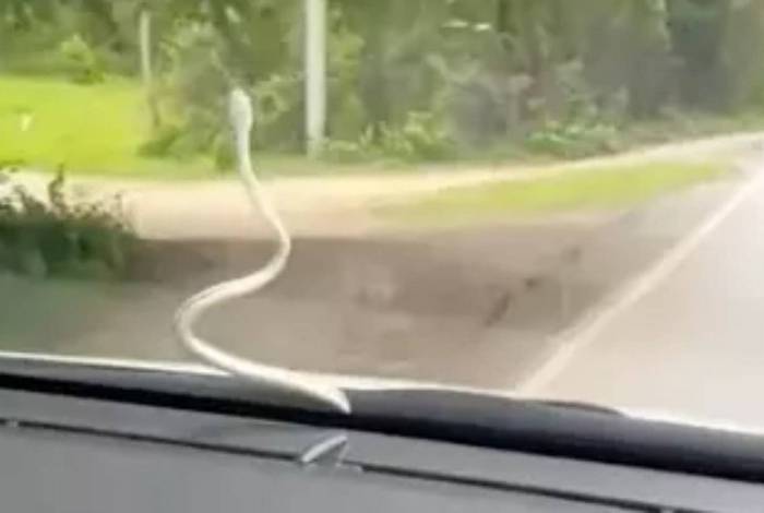 Cobra pega carona em para-brisa de carro; assista