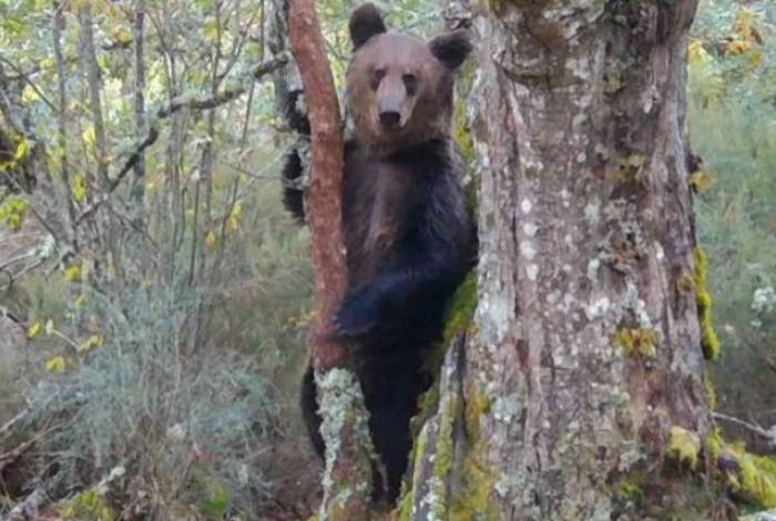 Urso abraça mulher em parque e ela aproveita para fazer uma selfie